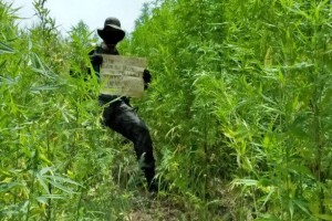 P5-M marijuana destroyed in Kalinga province